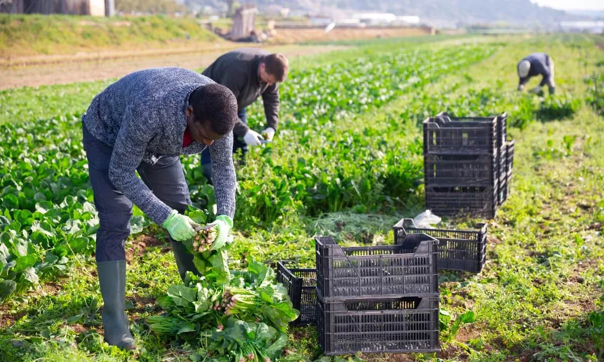 workers in field on farm